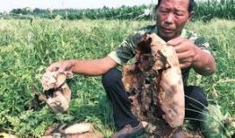 吃瓜最新事件爆料砀山,揭秘吃瓜群众最新热议事件